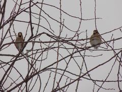 Coccothraustes coccothraustes