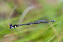 Agriocnemis falcifera