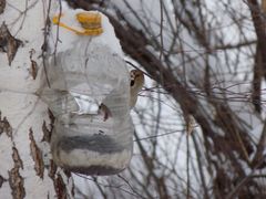 Coccothraustes coccothraustes