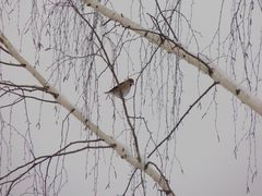 Coccothraustes coccothraustes