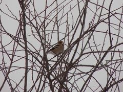 Coccothraustes coccothraustes