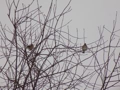 Coccothraustes coccothraustes