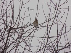 Coccothraustes coccothraustes