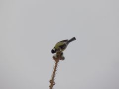 Parus major