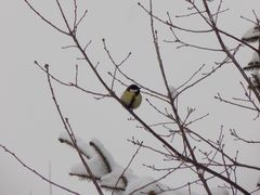 Parus major