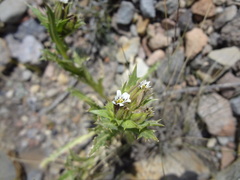 Perezia multiflora