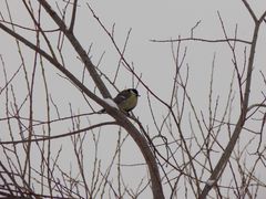 Parus major