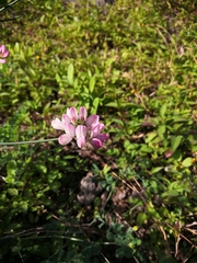 Coronilla viminalis