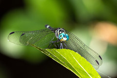 Notiothemis jonesi