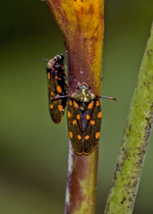 Mahanarva costaricensis