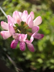 Coronilla viminalis
