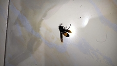 Vespa affinis