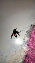Vespa affinis