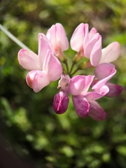 Coronilla viminalis