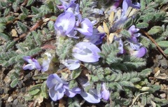 Astragalus arequipensis