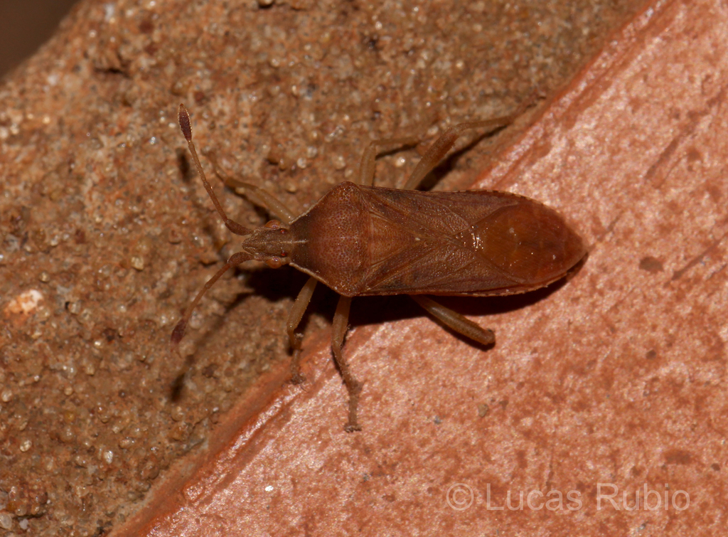 Dalmatomammurius vandoesburgi