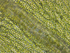 Racopilum cuspidigerum