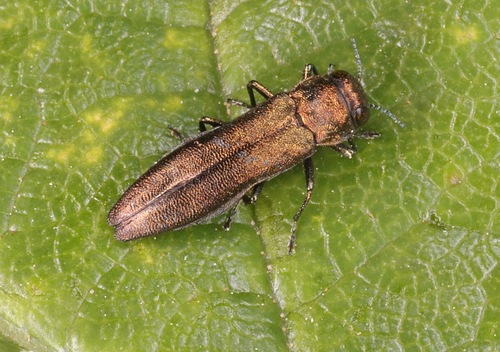Photo of Rose Stem Girdler (Agrilus cuprescens)