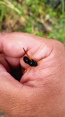 Hypodynerus vespiformis