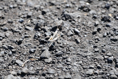 Melanoplus angustipennis