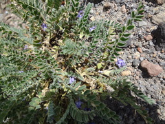 Astragalus arequipensis