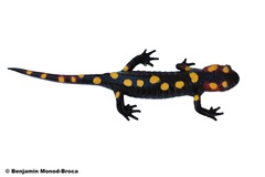 Salamandra algira splendens