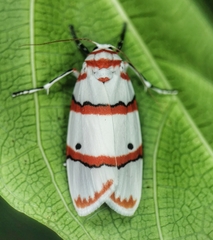 Cyana perornata