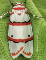 Cyana perornata