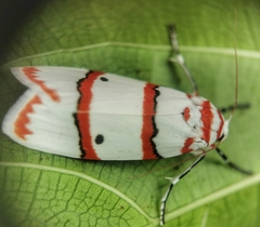 Cyana perornata