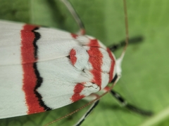 Cyana perornata