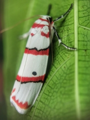 Cyana perornata