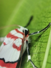 Cyana perornata