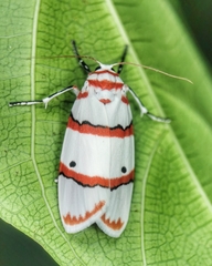 Cyana perornata