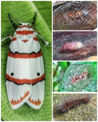 Cyana perornata