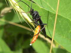 Protichneumon