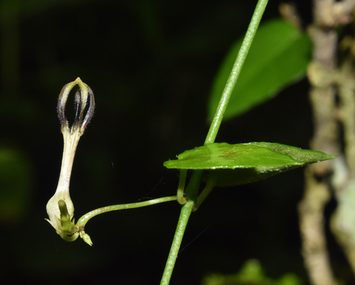 Ceropegia linearis