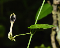 Ceropegia linearis linearis
