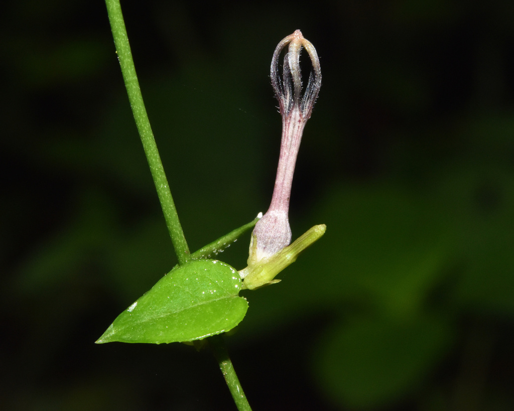 Ceropegia caffrorum Schltr.