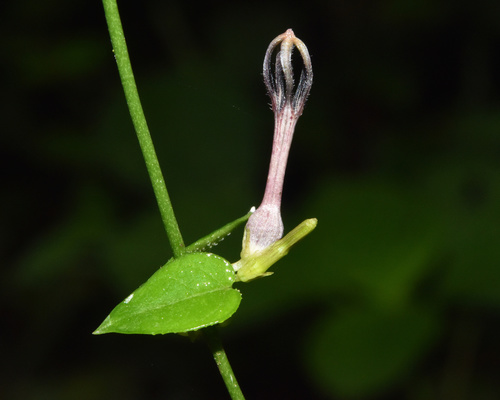Heartleaf Lanternvine (Ceropegia linearis)