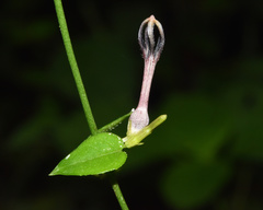Ceropegia linearis linearis
