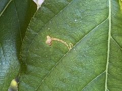 Leucoptera guettardella