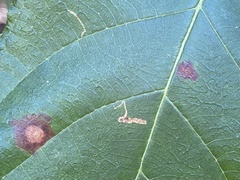 Leucoptera guettardella