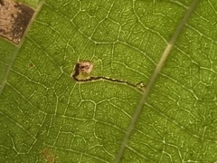 Leucoptera guettardella