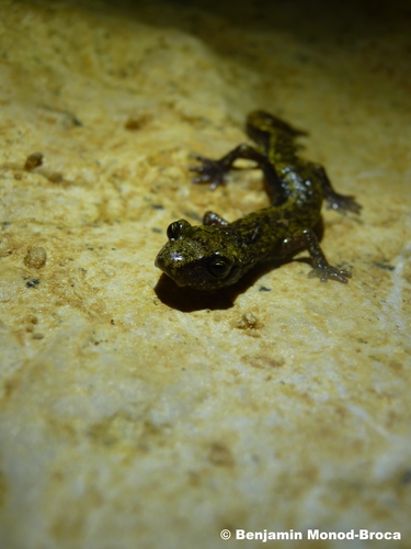 Strinati's Cave Salamander, Vienne, Poitou-Charentes, FR, photo 5 of 10
