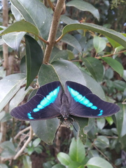 Archaeoprepona chalciope