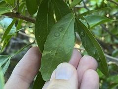 Tanaostigmodes pithecellobiae