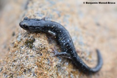 Aneides klamathensis