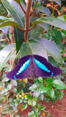 Archaeoprepona chalciope