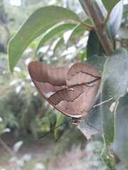 Archaeoprepona chalciope