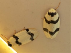 Padenia transversa
